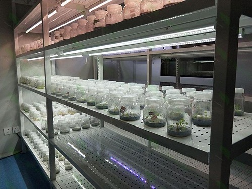 右玉植物组织培养实验室设计建设方案